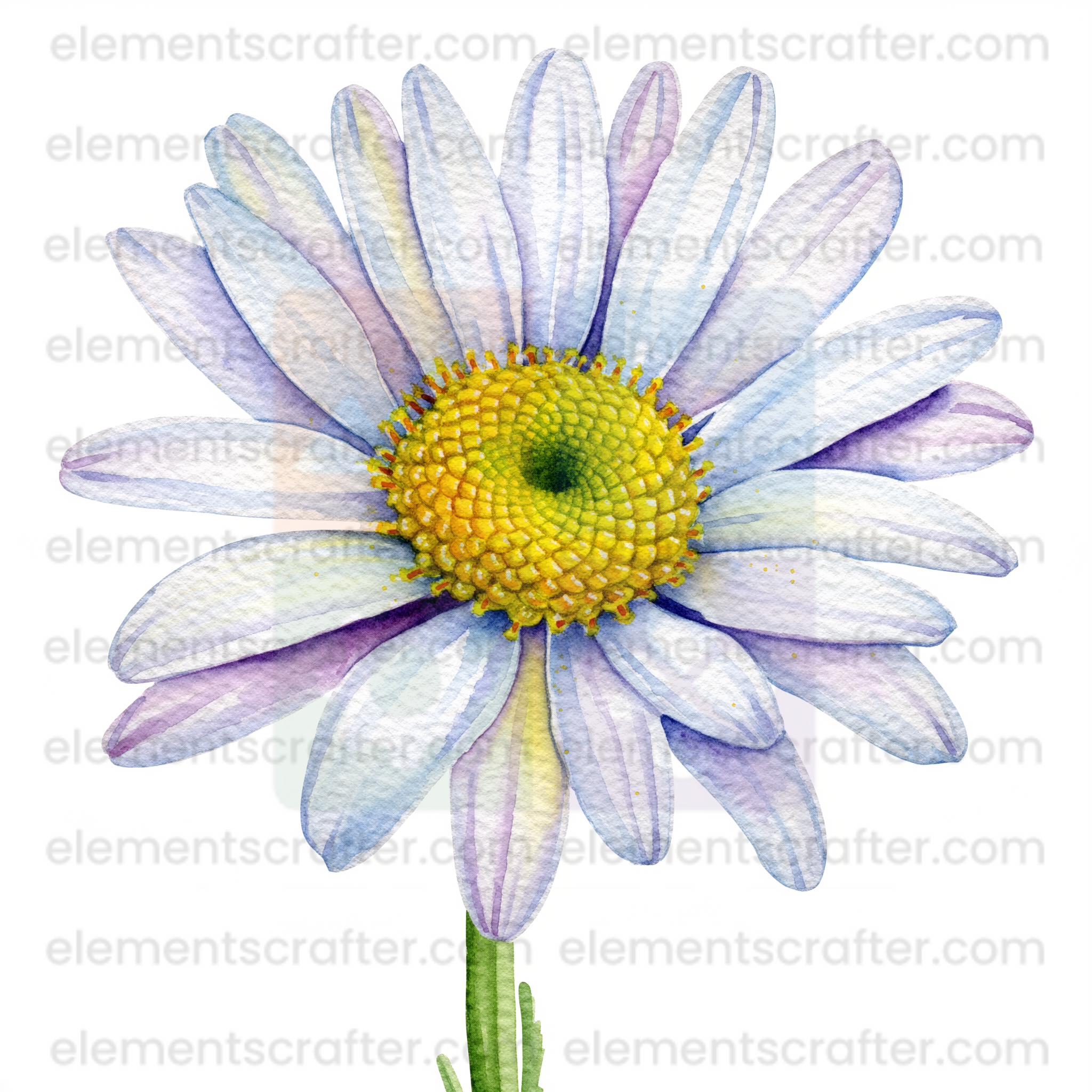 10 Watercolor Flowers PNG Transparent Elements Pack - 6600x6600 px 300 DPI | Digital Download | WCCA-0126 | Bundle-3