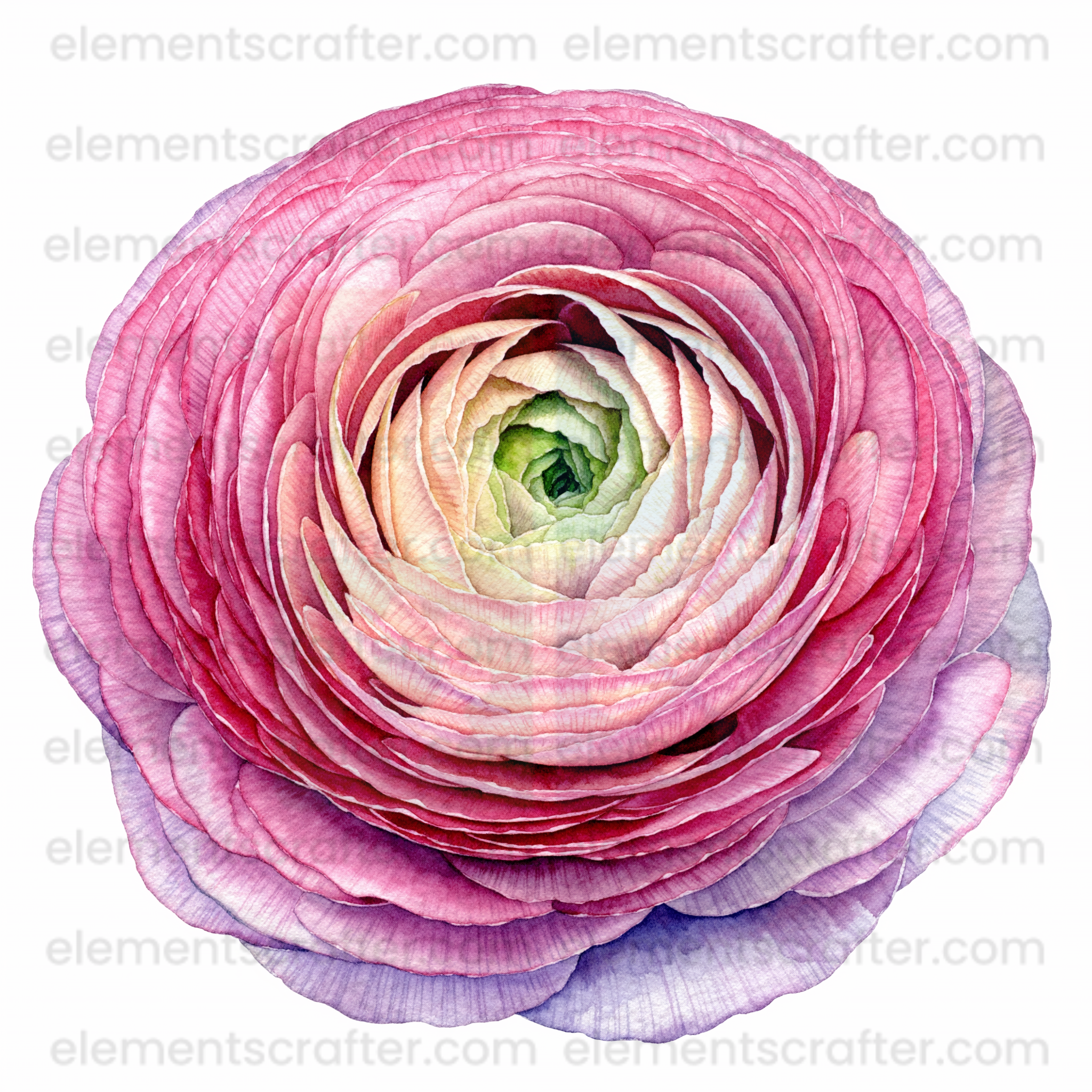 10 Watercolor Flowers PNG Transparent Elements Pack - 6600x6600 px 300 DPI | Digital Download | WCCA-0126 | Bundle-1